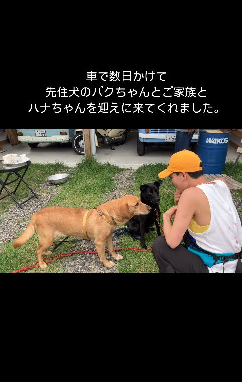 ハナちゃんと家族の出会い4