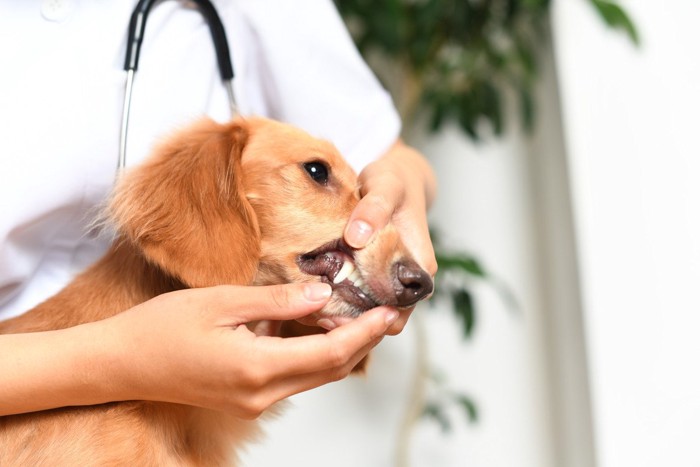 獣医に口内チェックされる犬