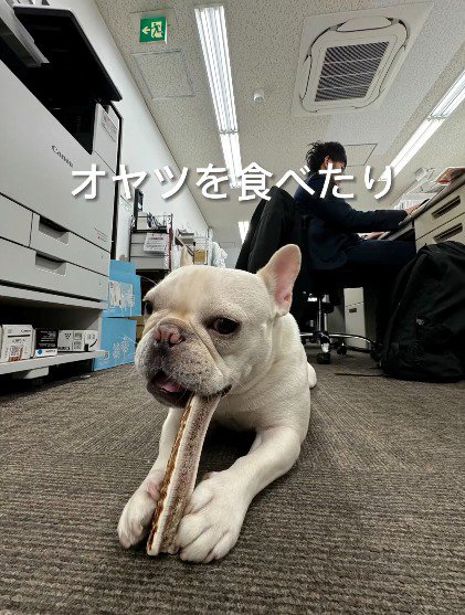 骨を食べる犬