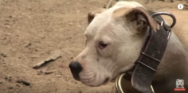 巨大な首輪と鎖につながれた犬