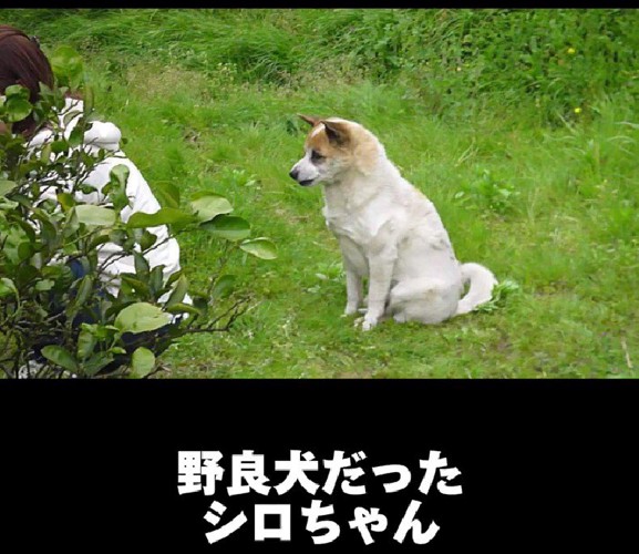 みかん畑の野犬