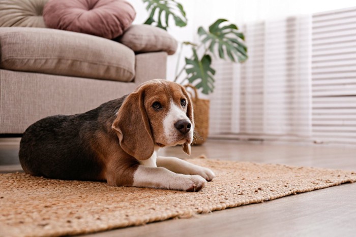 リビングで伏せる犬