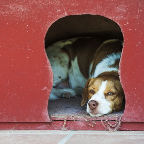 犬小屋にいる犬