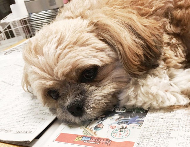 新聞に乗る犬