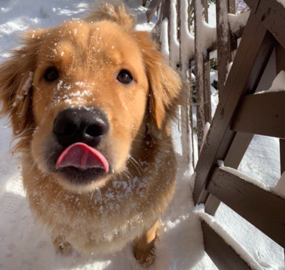 子犬のように