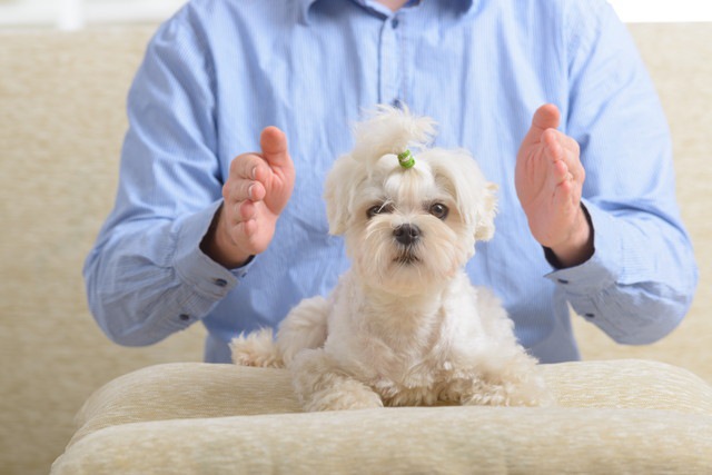 おしりを触られそうな犬