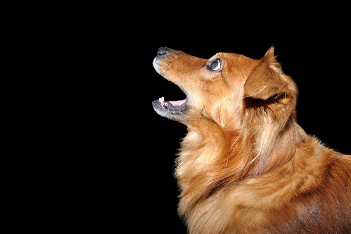 驚く犬と黒い背景