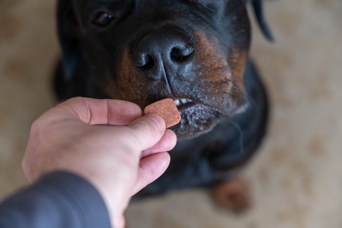 黒茶の犬、手で食べ物を与える