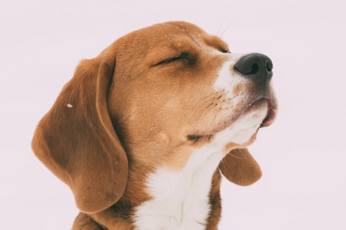 目を閉じて上を向いたビーグル犬