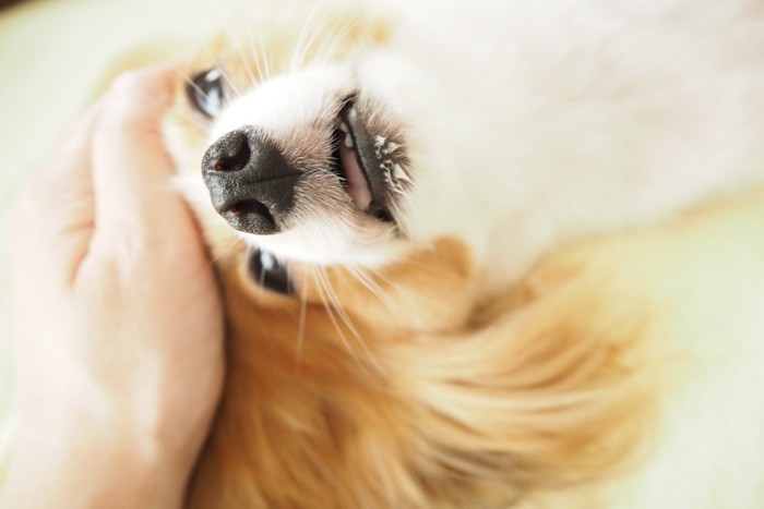 頭を撫でられている犬