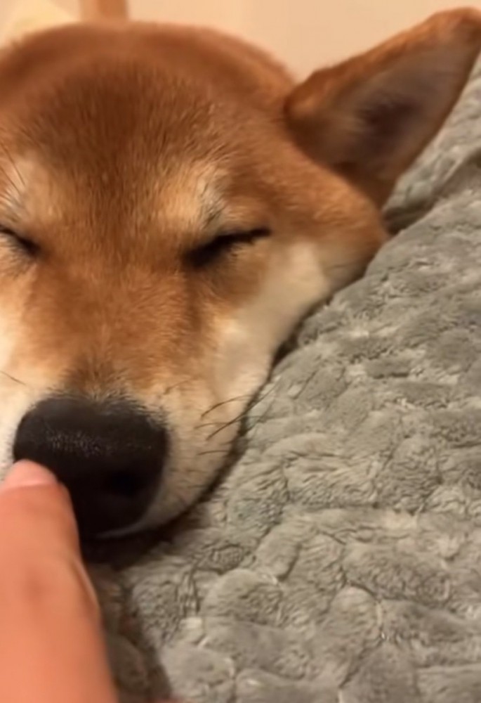 柴犬の鼻の穴をイタズラする