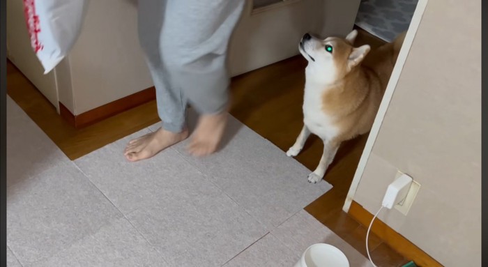 隣をとおりすぎていく男性を見上げる犬