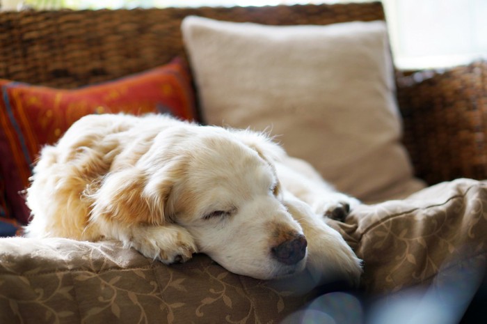 ソファで眠る犬