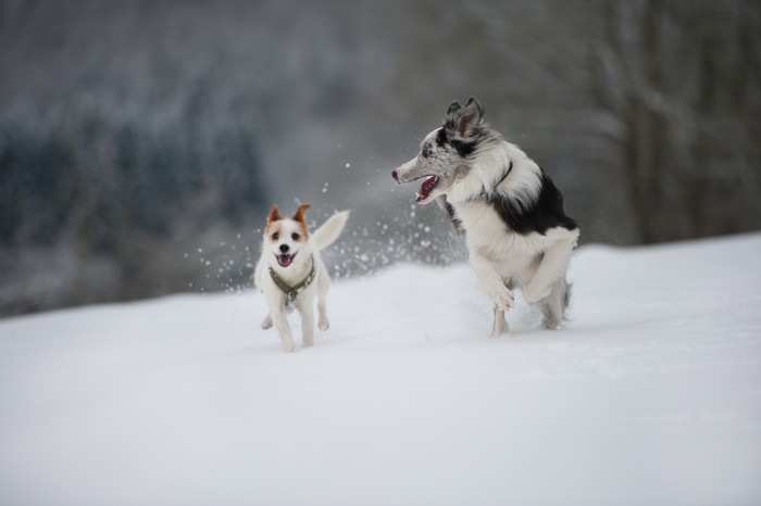 2匹の犬