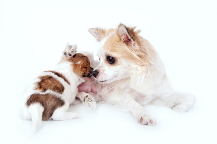 子犬に鼻先を近づけているチワワの母犬
