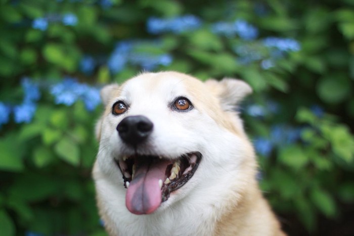 笑顔で見つめる犬