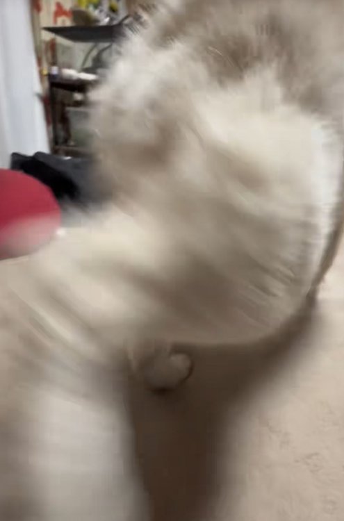 砂かけの仕草をする秋田犬