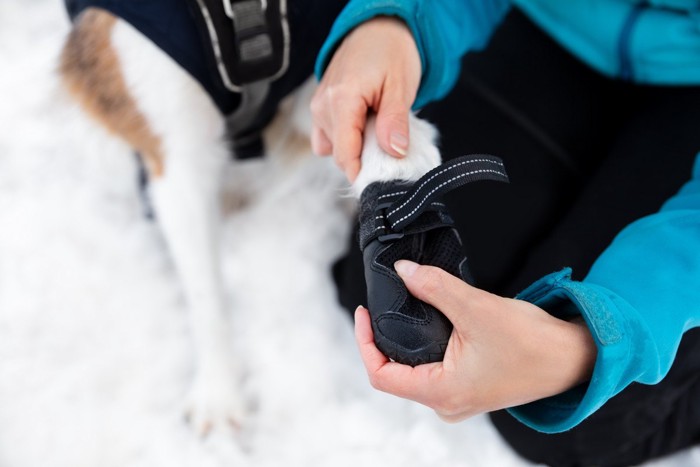 犬に靴を履かせる飼い主