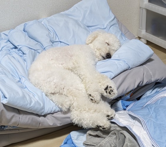 大きな