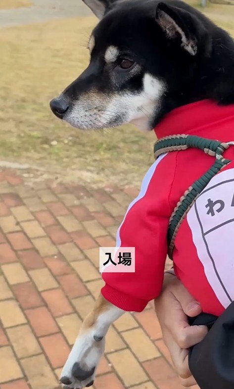 うにちゃんが運動会に参加