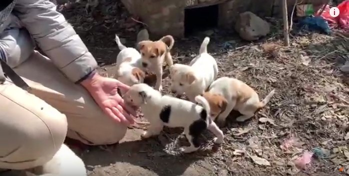 挨拶をする子犬達