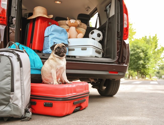 旅行の道具と犬