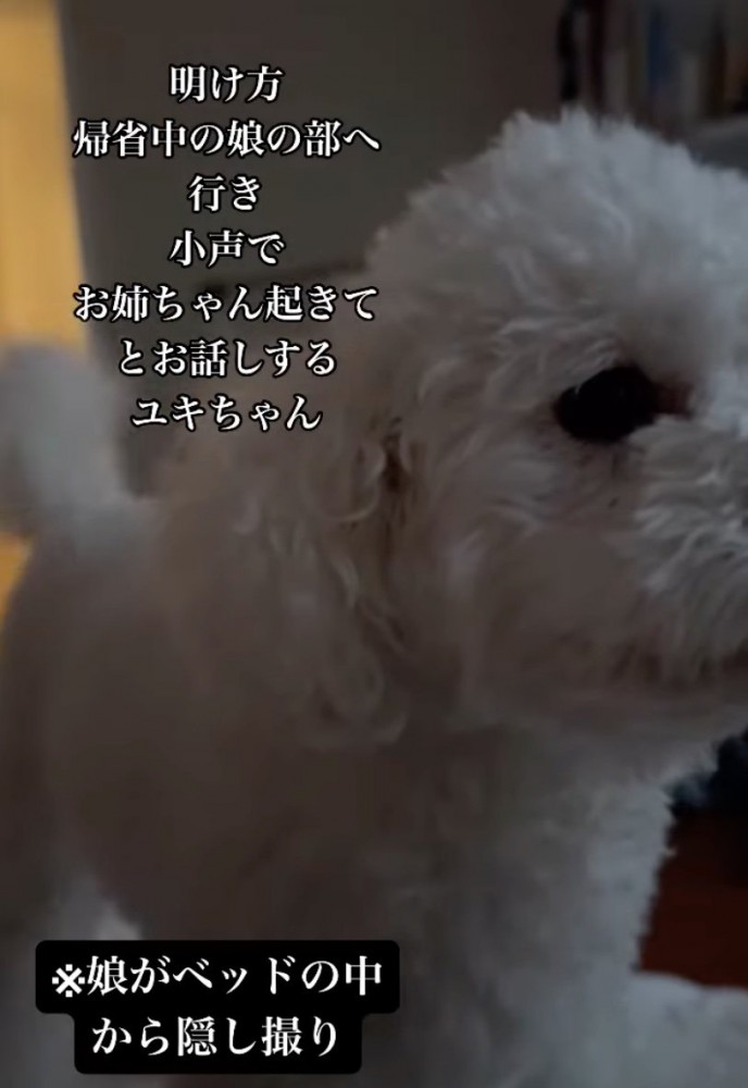 起こそうとする犬