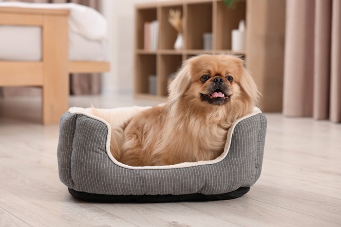 室内の犬用ベッドの中にいるペキニーズ