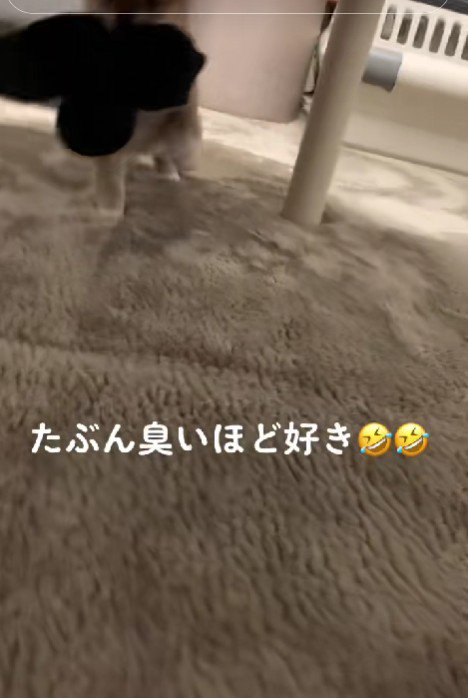 「取ってみな～♪」