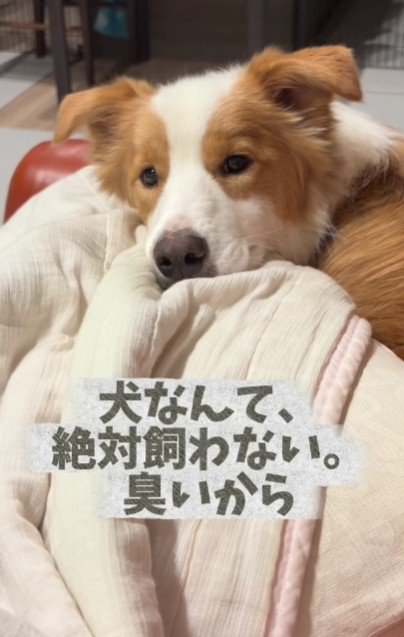 犬なんて絶対に飼わない