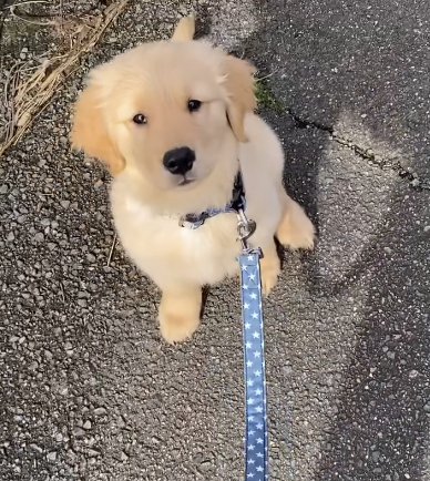 外で座るゴールデンレトリバーパピー