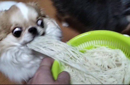 そうめんを豪快に盗み食い!