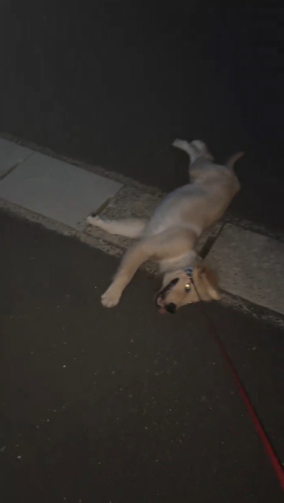側溝の蓋の上で寝転がる犬