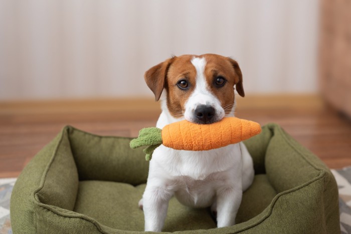 にんじんのおもちゃをくわえる犬