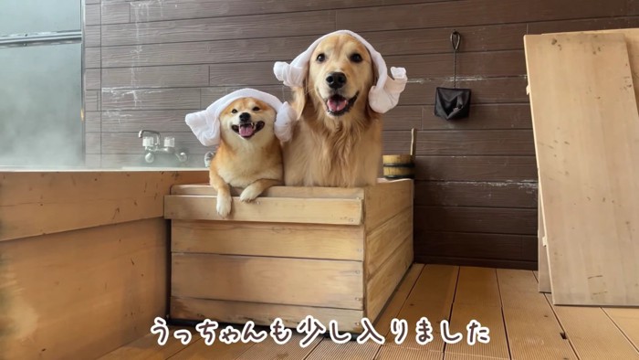 わんこ用の温泉を楽しんだ♪