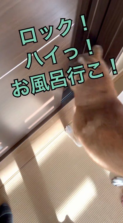 部屋から廊下に出る犬