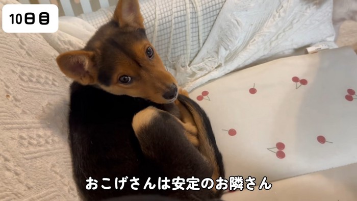 おこげくんは甘えん坊