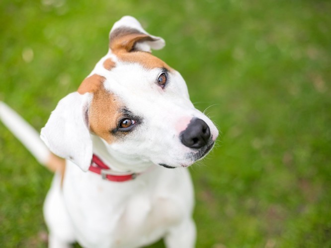 首をかしげる犬