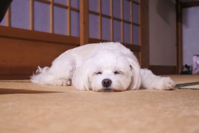 家の中で寝る犬