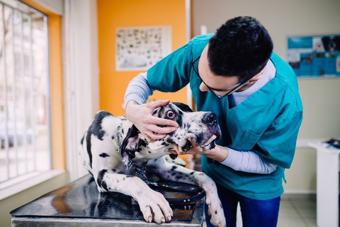 犬の眼を診察する医師