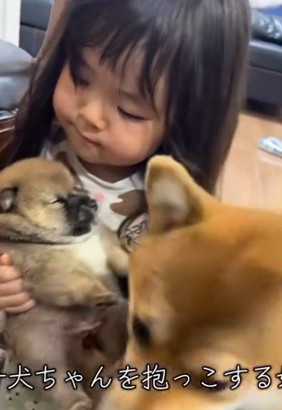 そばにいるお母さん柴犬