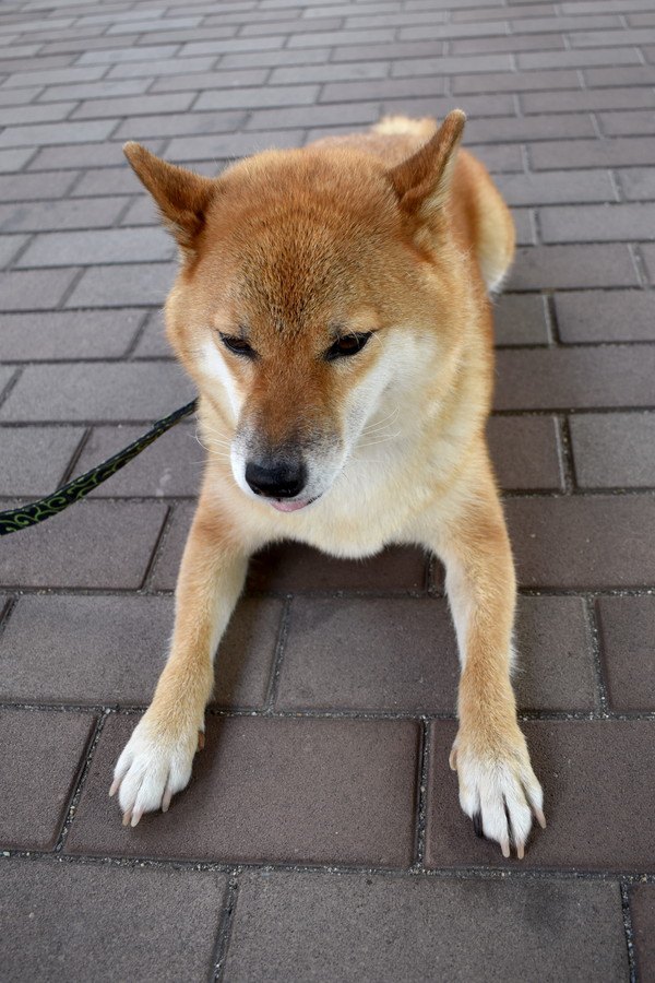 地面に伏せる柴犬