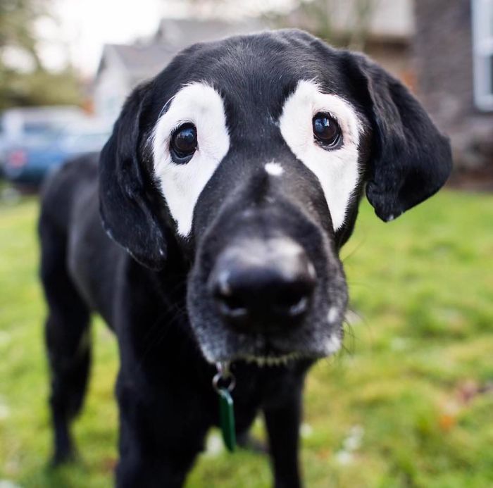 犬の顔