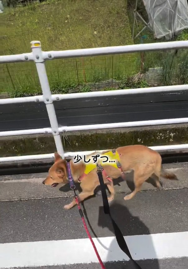 慣れてきたあい君