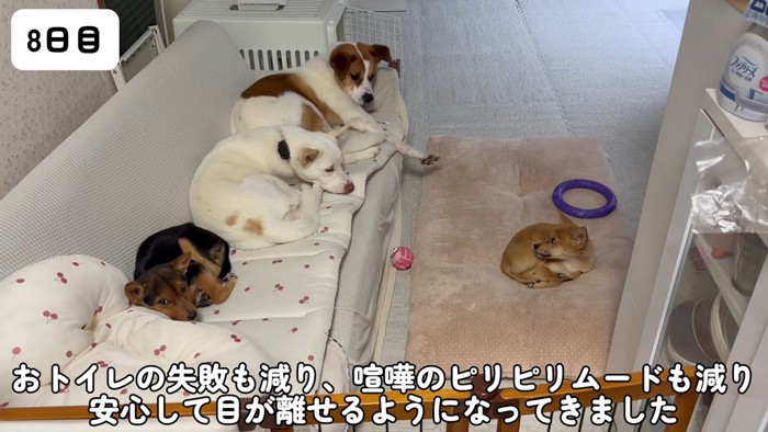 すっかり犬社会の一員に♡