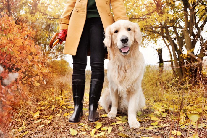 紅葉の中を飼い主と散歩するゴールデンレトリバー