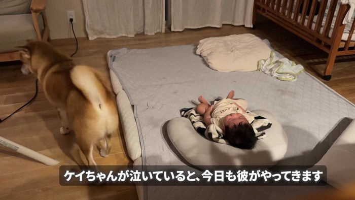 赤ちゃんの元にやってきたむぎちゃん