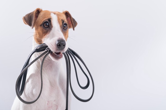 リードを咥える犬