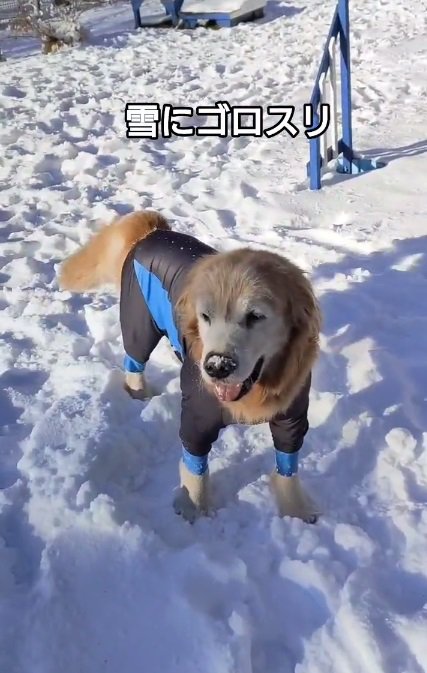 鼻の雪が取れないホップくん