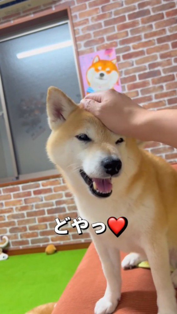 飼い主に頭を撫でられて目を細める犬